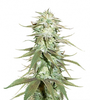 1714662485191.png 1714662485191.png