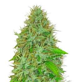 1714729194848.png 1714729194848.png