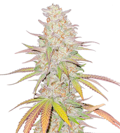 1714729199194.png 1714729199194.png