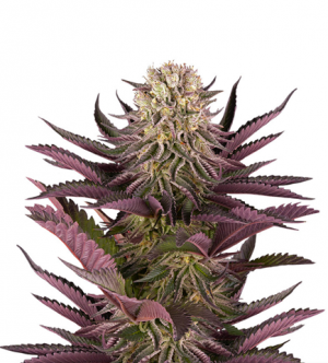 1714995344193.png 1714995344193.png