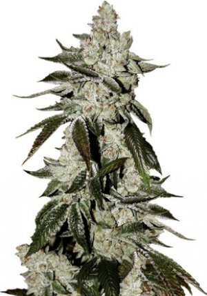 cookies auto.jpg cookies auto.jpg