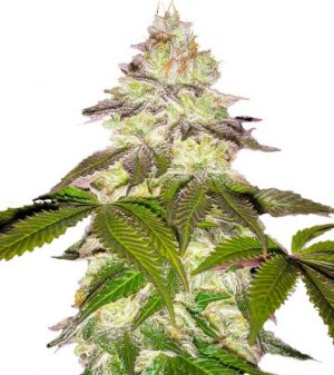 milky dreams.jpg milky dreams.jpg