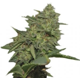 original cheese.jpg original cheese.jpg