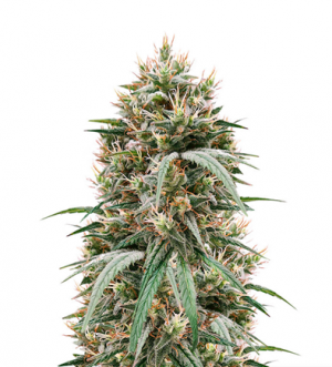 1715755303033.png 1715755303033.png