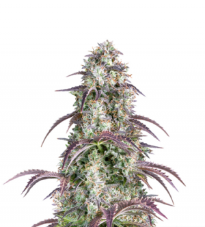 1715926678046.png 1715926678046.png