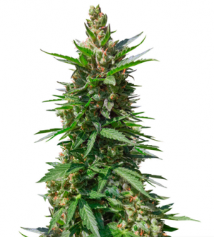 1715926681843.png 1715926681843.png