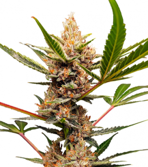 1715931005123.png 1715931005123.png