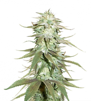 1715931008754.png 1715931008754.png