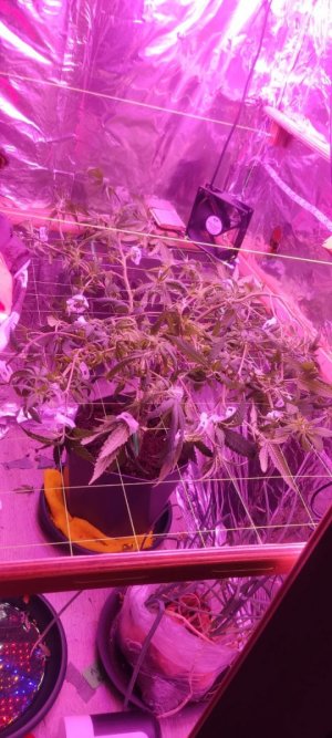 WhatsApp Image 2024-05-18 at 15.57.48.jpeg