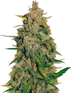 lemon ak auto.jpg lemon ak auto.jpg