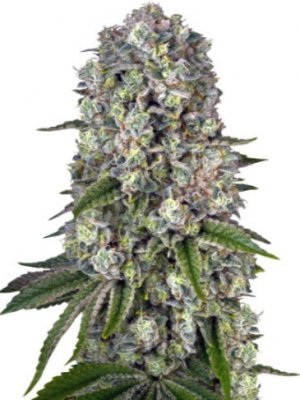 tropicana banana.jpg