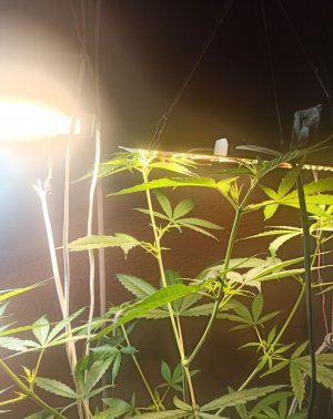 IMG_20220224_113951.jpg IMG_20220224_113951.jpg