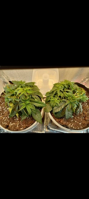 Screenshot_20220305-200712_Gallery.jpg Screenshot_20220305-200712_Gallery.jpg