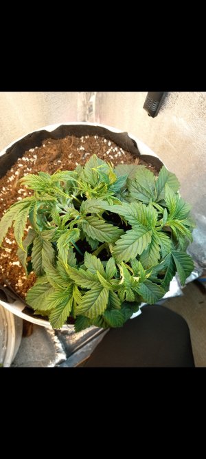 Screenshot_20220305-200740_Gallery.jpg Screenshot_20220305-200740_Gallery.jpg