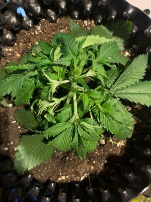 274184D0-7D17-4B99-B1FE-B555D2726B6C.jpeg 274184D0-7D17-4B99-B1FE-B555D2726B6C.jpeg