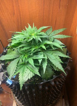 8339ECC2-B02C-42D0-A753-F47349472336.jpeg 8339ECC2-B02C-42D0-A753-F47349472336.jpeg