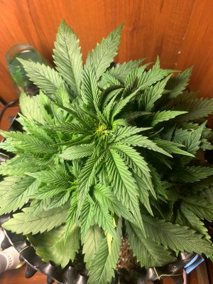 C4F674DA-BBB5-4630-B294-56B63319BC16.jpeg C4F674DA-BBB5-4630-B294-56B63319BC16.jpeg