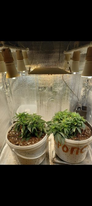 Screenshot_20220313-012750_Gallery.jpg Screenshot_20220313-012750_Gallery.jpg