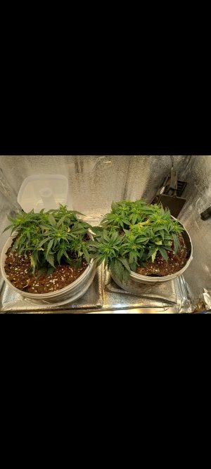 Screenshot_20220313-012811_Gallery.jpg Screenshot_20220313-012811_Gallery.jpg