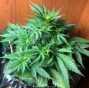 900DBA83-8ACE-4618-8497-8AEC25B2E9F1.jpeg 900DBA83-8ACE-4618-8497-8AEC25B2E9F1.jpeg