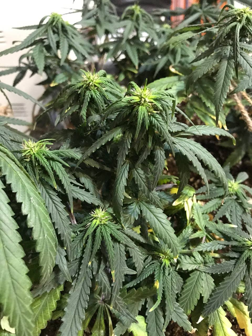 msg603478006-15972 (1).jpg