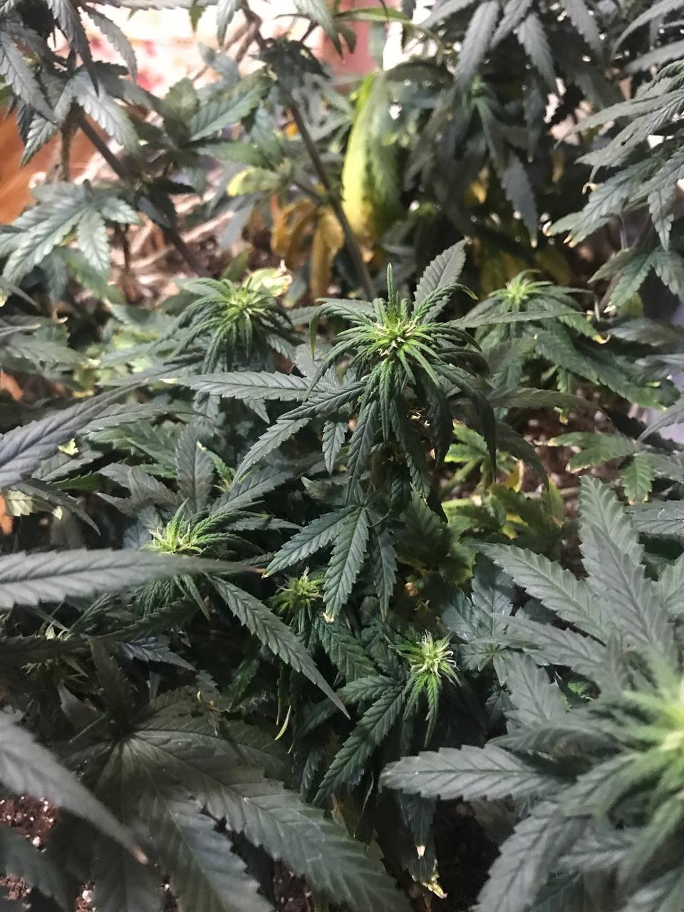 msg603478006-15973 (1).jpg