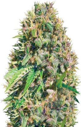 SuperMazar.jpg SuperMazar.jpg