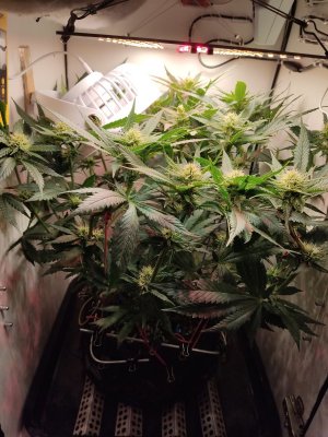 IMG_20240530_185045.jpg IMG_20240530_185045.jpg