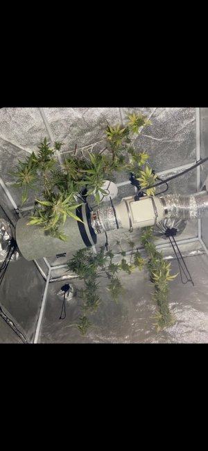 94 день Харв (4.05).jpeg