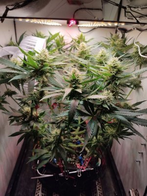 photo_2024-06-05_10-37-06.jpg photo_2024-06-05_10-37-06.jpg