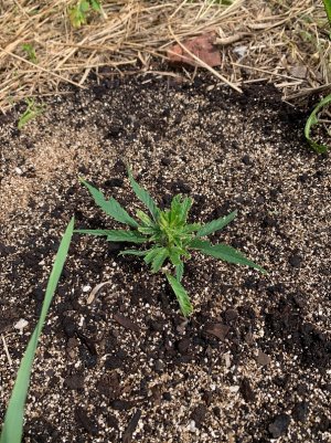 IMG_5634 — копия.jpg