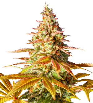 1718107862812.png 1718107862812.png