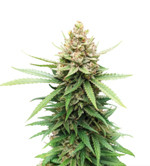 1718107869148.png 1718107869148.png