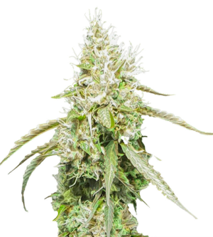 1718107874231.png 1718107874231.png