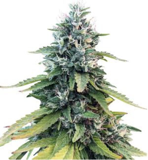 gorilla.png gorilla.png