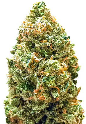 bruce banner.png bruce banner.png