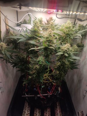 IMG_20240612_183323.jpg IMG_20240612_183323.jpg