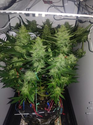 IMG_20240612_183343.jpg IMG_20240612_183343.jpg