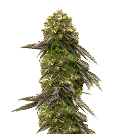 1718272870090.png 1718272870090.png