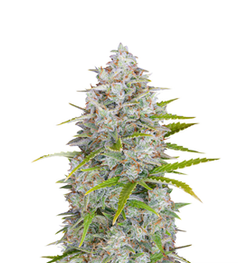 1718272873571.png 1718272873571.png