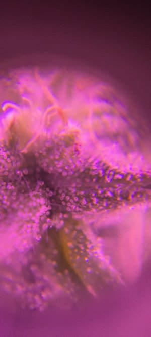 WhatsApp Image 2024-06-16 at 08.55.37.jpeg