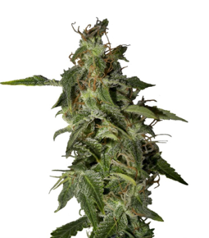 1718728988385.png 1718728988385.png