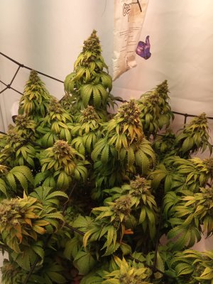 2024-06-20 165546.jpg