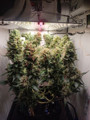 IMG_20240701_023123.jpg IMG_20240701_023123.jpg