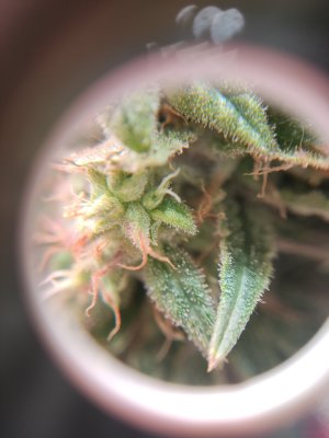 IMG_20240701_024725.jpg IMG_20240701_024725.jpg