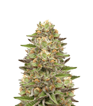 1720516607655.png 1720516607655.png