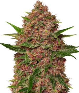 1720543244394.png 1720543244394.png