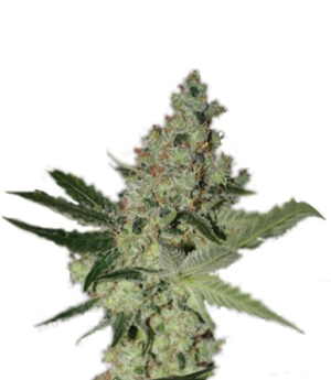 1720708886428.png 1720708886428.png