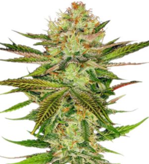 1720802026377.png 1720802026377.png