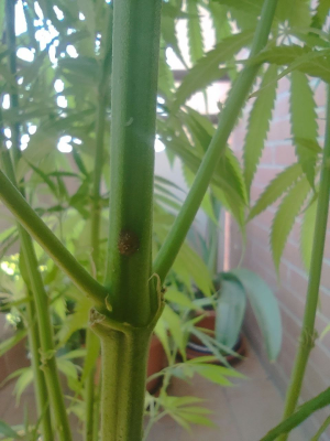 1721127405706.png 1721127405706.png